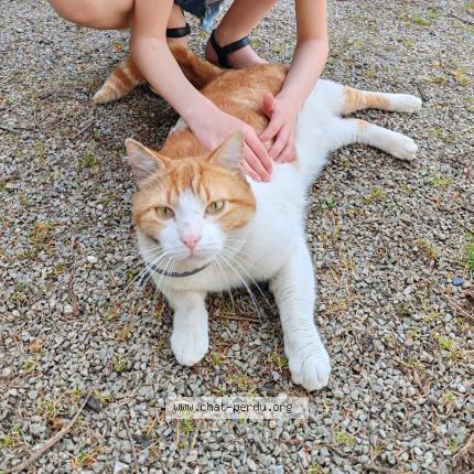 Photo 1/1 Cookie Chat lost in Plougastel daoulas