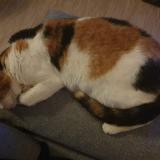 Picture of cat lost at La Teste De Buch