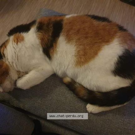 Photo 1/1 Kali Chat lost in La teste de buch