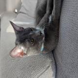 Picture of cat lost at Aimargues