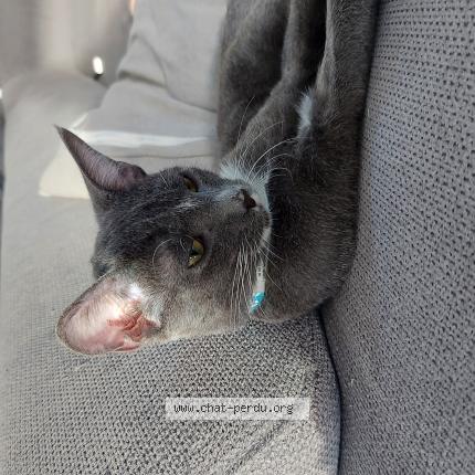 Photo 1/1 Aïko Chat lost in Aimargues