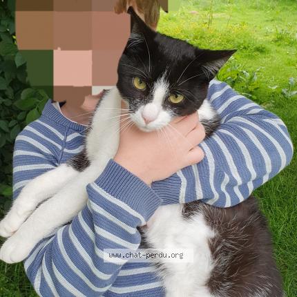 Photo 1/1 Circ&eacute; Chat lost in Livet sur authou