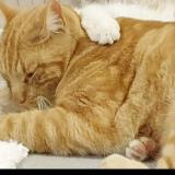 Picture of cat lost at Vaulx Milieu