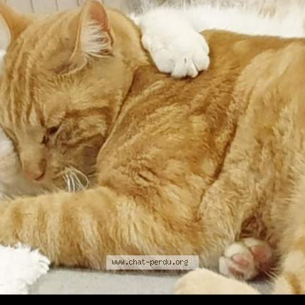 Photo 1/1 Boucan Chat lost in Vaulx milieu