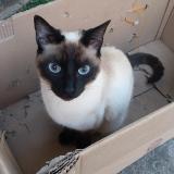 Picture of cat lost at Marseille