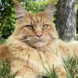 Picture of cat lost at La Frette Sur Seine