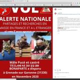 Picture of cat lost at Grenade