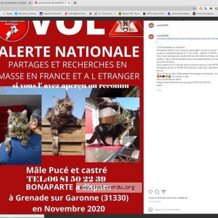 Photo 1/1 Bonaparte Chat lost in Grenade