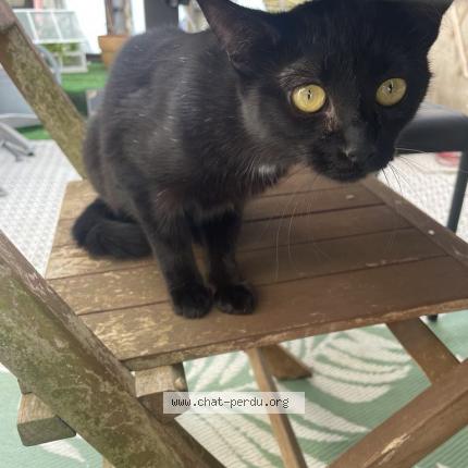 Photo 1/1 Lily Chat lost in Dijon