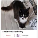 Picture of cat lost at Brouchy