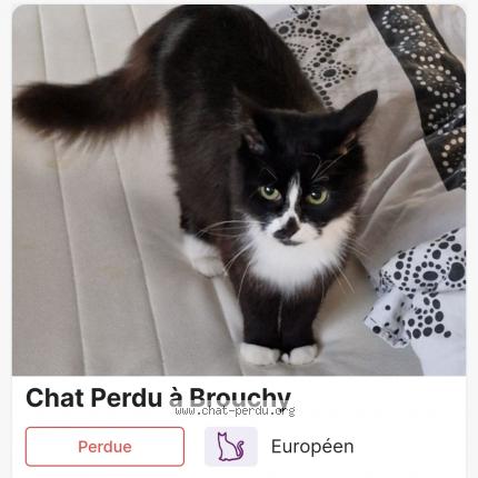 Photo 1/1 Leonne Chat lost in Brouchy