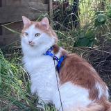 Picture of cat lost at Dole