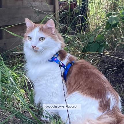 Photo 1/1 Billy Chat lost in Dole