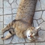 Picture of cat lost at Denain