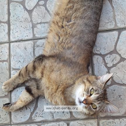 Photo 1/1 Hutch Chat lost in Denain