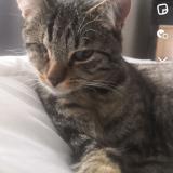 Picture of cat lost at Halluin