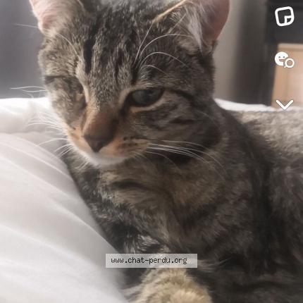 Photo 1/1 Cat reunited Lost in Halluin