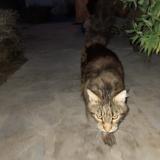 Picture of cat found at St Mathieu De Treviers