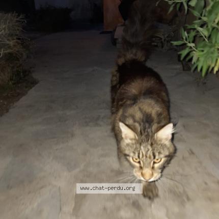 Photo 1/1 Cat reunited Found in St mathieu de treviers