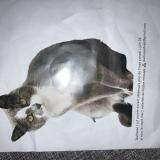 Picture of cat lost at Wattignies