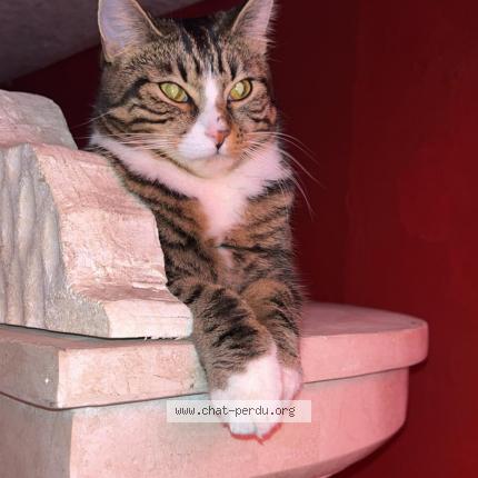Foto van vermiste kat in Quaregnon