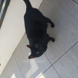 Picture of cat lost at Douvaine