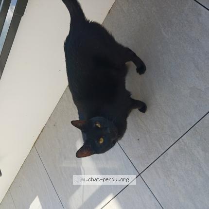 Photo 1/1 Fikil&eacute; Chat lost in Douvaine