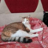 Picture of cat lost at Chatearoux