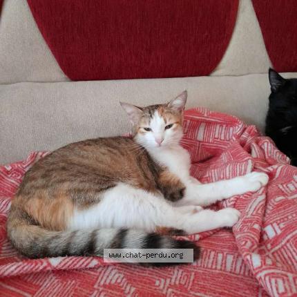 Photo 1/4 Muezza Chat lost in Chatearoux