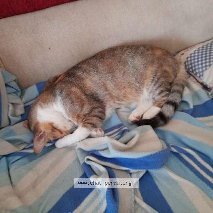 Photo 2/4 Muezza Chat lost in Chatearoux