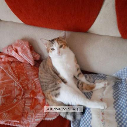 Photo 3/4 Muezza Chat lost in Chatearoux