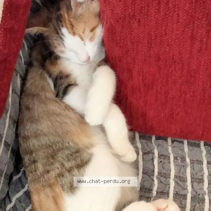 Photo 4/4 Muezza Chat lost in Chatearoux