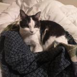 Picture of cat lost at Sucy En Brie