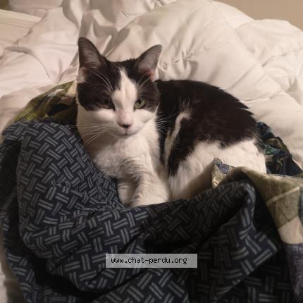 Photo 1/1 Chips Chat lost in Sucy en brie