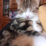 Picture of cat lost at Saint Vaast Les Mello