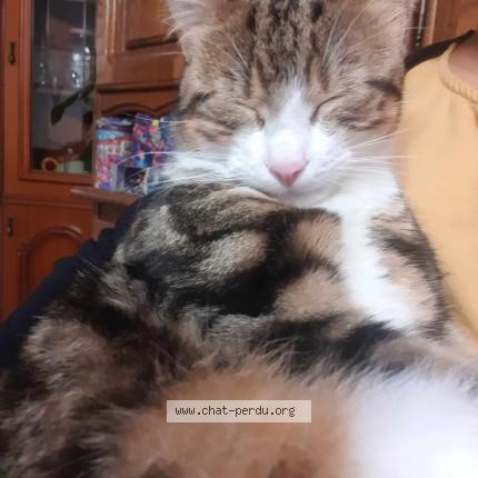 Photo 1/1 daen Chat lost in Saint vaast les mello