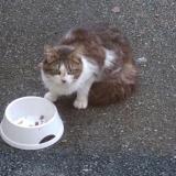 Picture of cat found at La Rochelle