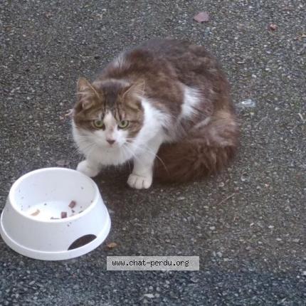 Photo 1/1 Cat reunited Found in La rochelle