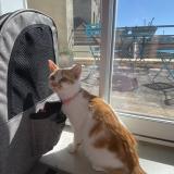 Picture of cat lost at Saint Aout