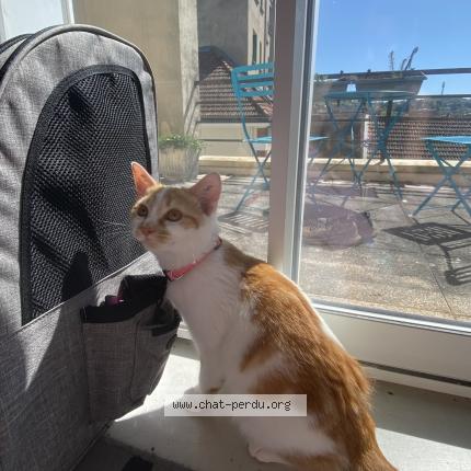 Photo 1/1 Pariou Chat lost in Saint aout