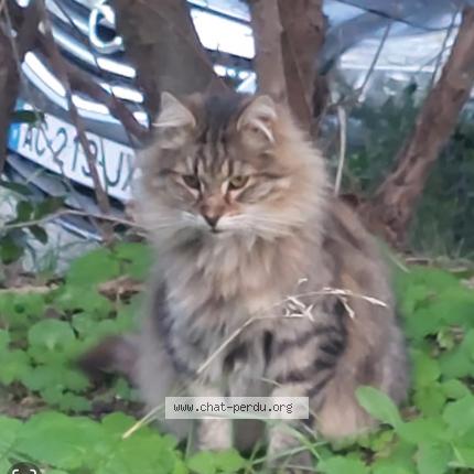 Photo 1/1 Hugo Chat lost in La seyne