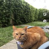 Picture of cat lost at Bousbecque