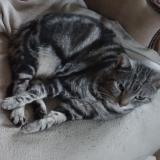 Picture of cat lost at Brechaumont