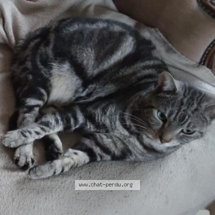 Photo 1/1 Cerise Chat lost in Brechaumont