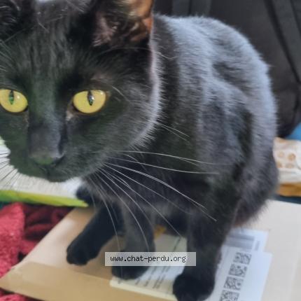 Foto van vermiste kat in Bruxelles