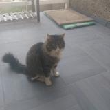 Picture of cat lost at Clermont L Herault