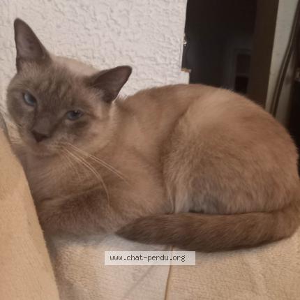 Photo 1/1 Boucan Chat lost in Moussan