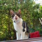 Picture of cat lost at Saint Priest