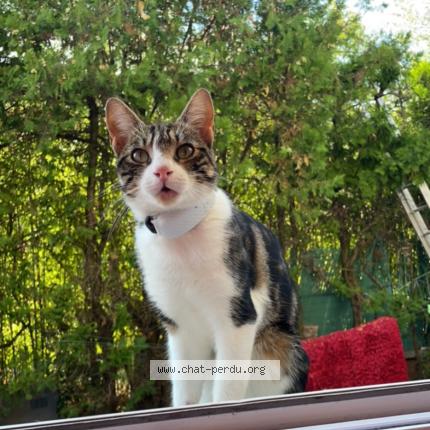 Photo 1/1 Cat reunited Lost in Saint priest