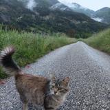 Picture of cat lost at Valence